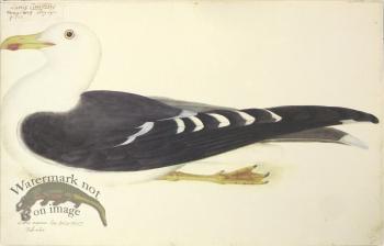 263 Swedish Birds . Larus Marinus.Great Black-backed Gull